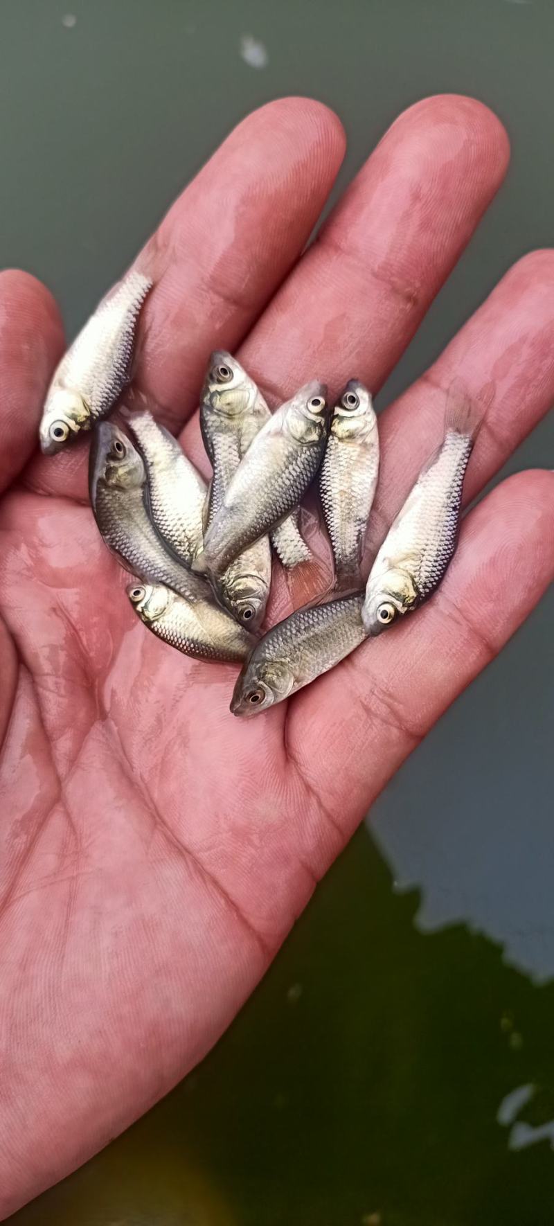 中科三号鲫鱼中科五号鲫鱼苗/鲫鱼水花/成活率高抗病强