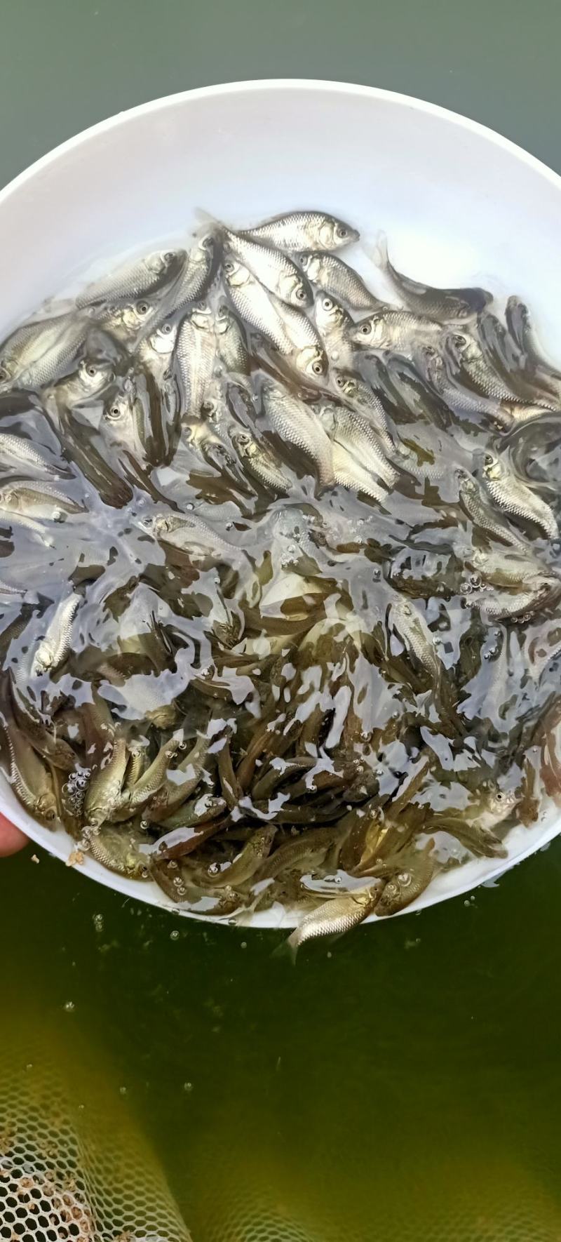中科三号鲫鱼中科五号鲫鱼苗/鲫鱼水花/成活率高抗病强