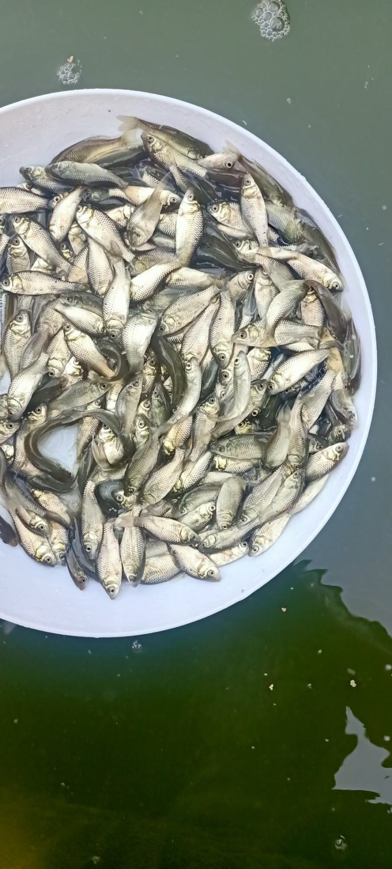 中科三号鲫鱼中科五号鲫鱼苗/鲫鱼水花/成活率高抗病强