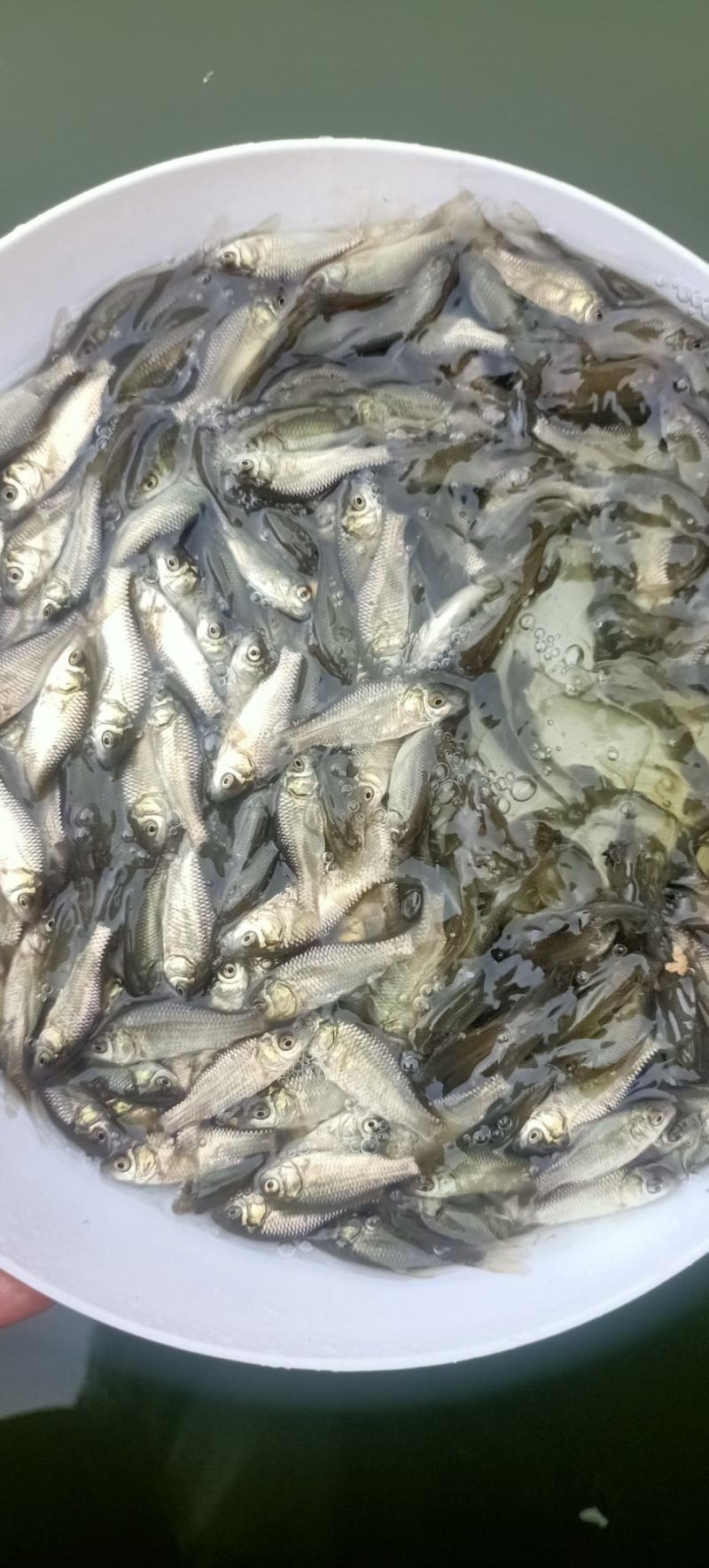 中科三号鲫鱼中科五号鲫鱼苗/鲫鱼水花/成活率高抗病强