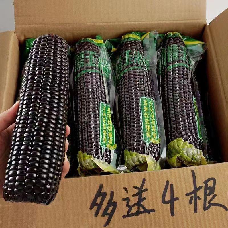 买8赠4东北黑玉米新鲜糯玉米真空黏甜玉米棒厂家直发非转基
