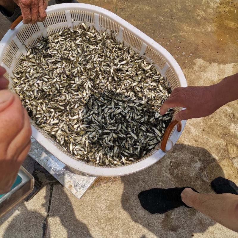 零售鲤鱼苗，鲤鱼水花，鲤鱼夏花苗，自产自销，无病苗