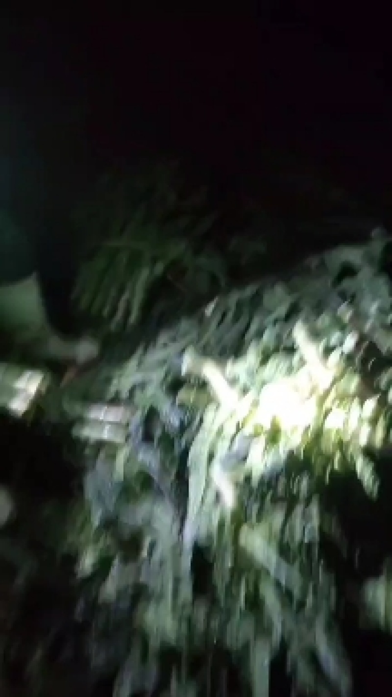 四川优质红尖叶莴笋大量上市，产地一手货源，无空心无冒台！