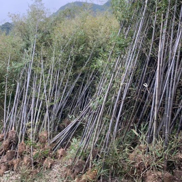 紫竹，金镶玉竹