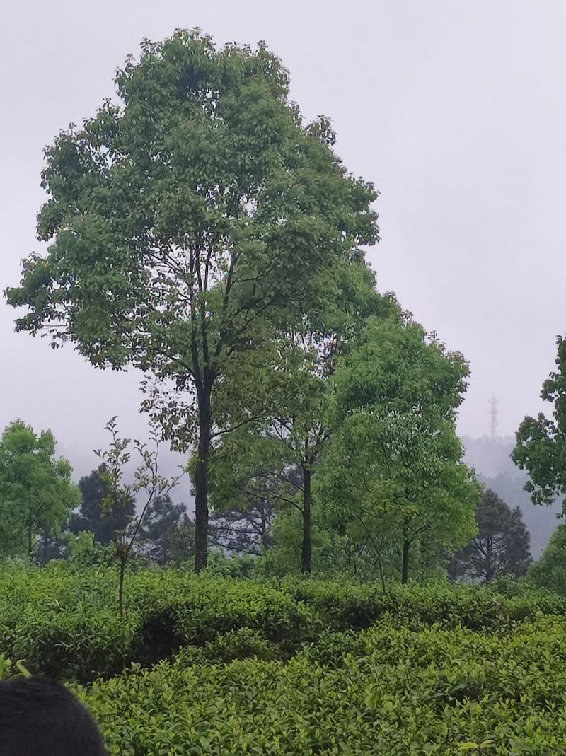 全冠，骨架香樟