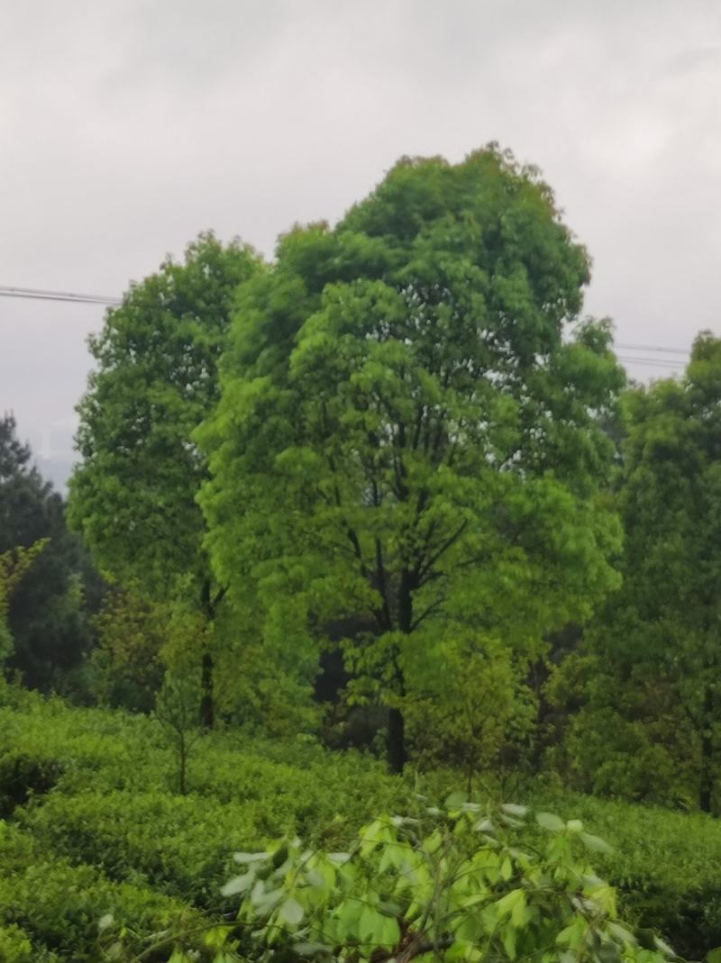 全冠，骨架香樟