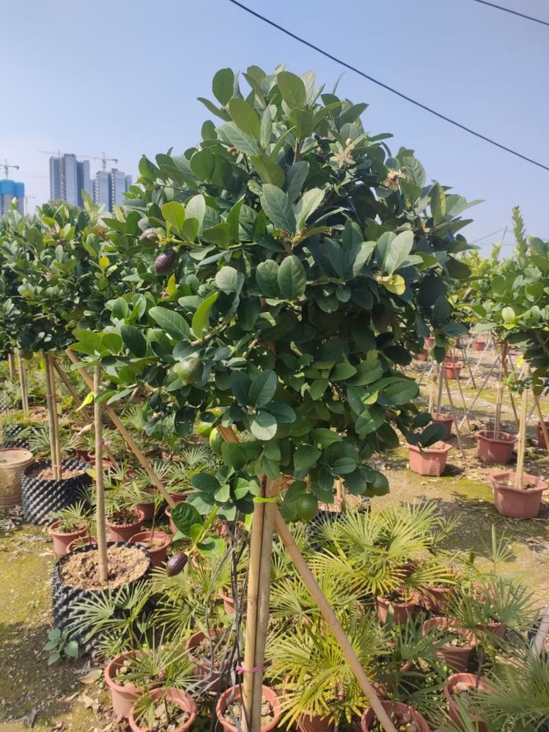 香水柠檬盆栽花卉批发，开花结果绿植，基地直发