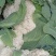 散菜花（白面青梗菜花）云南忧质白菜花