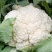 散菜花（白面青梗菜花）云南忧质白菜花