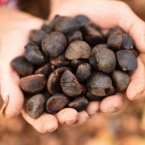 热销赣南江西上犹茶籽仁油茶籽榨油原料山茶子果茶油仁带壳