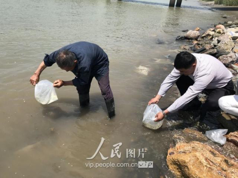河豚东方暗纹豚，冰鲜商用家用河豚，有证件，央视采访企业