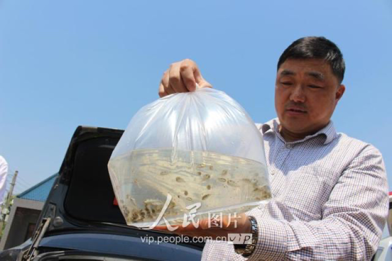河豚东方暗纹豚，冰鲜商用家用河豚，有证件，央视采访企业