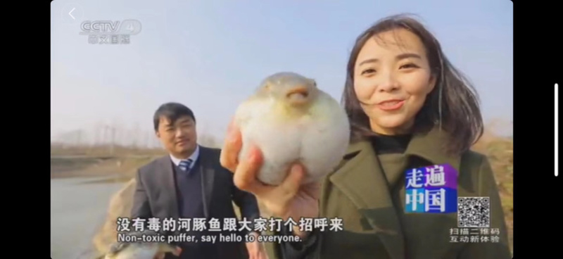 河豚东方暗纹豚，冰鲜商用家用河豚，有证件，央视采访企业