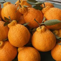 【一件】热销5斤9斤四川丑橘不知火柑桔