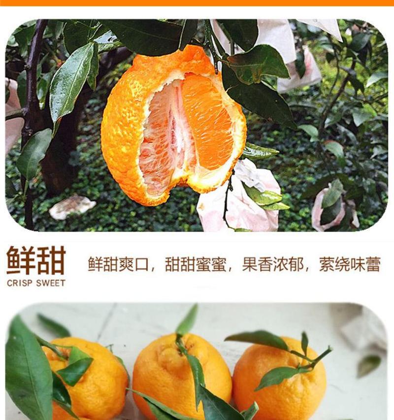 【一件代发】热销5斤9斤四川丑橘不知火柑桔