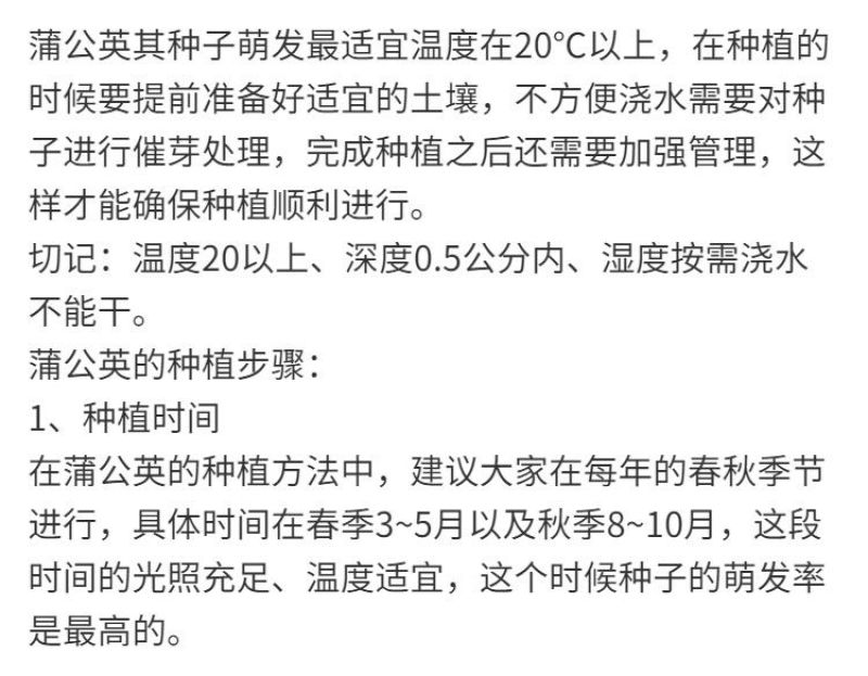 婆婆丁种子蒲公英种子新货药材食用种子四季播种发芽率高种籽