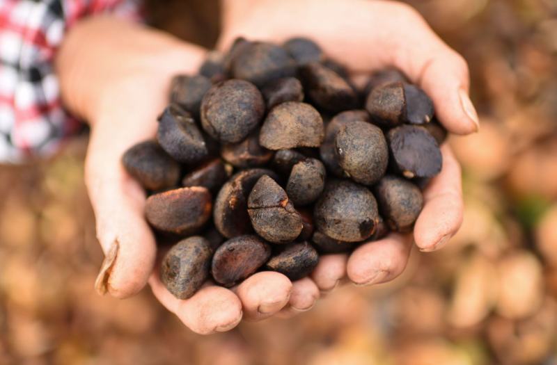 热销赣南江西上犹茶籽仁油茶籽榨油原料山茶子果茶油仁带壳