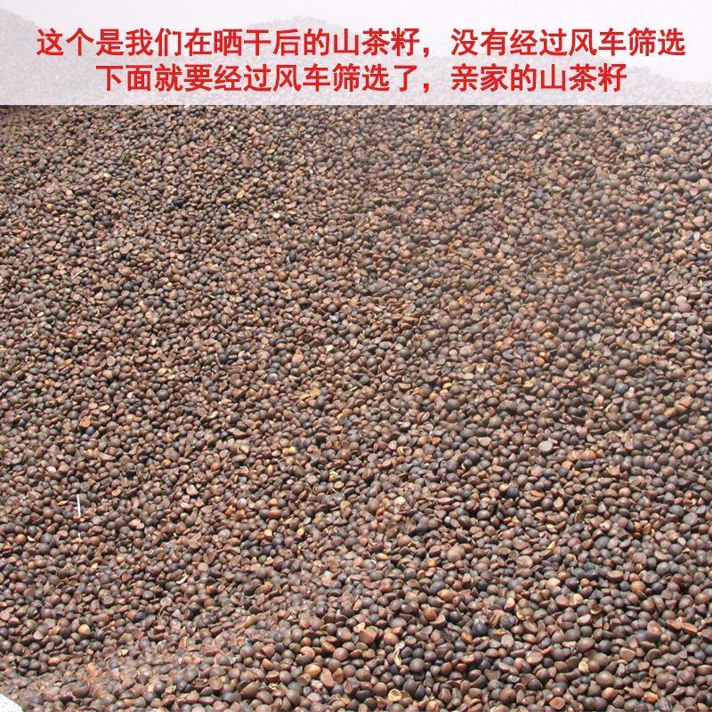 热销赣南江西上犹茶籽仁油茶籽榨油原料山茶子果茶油仁带壳