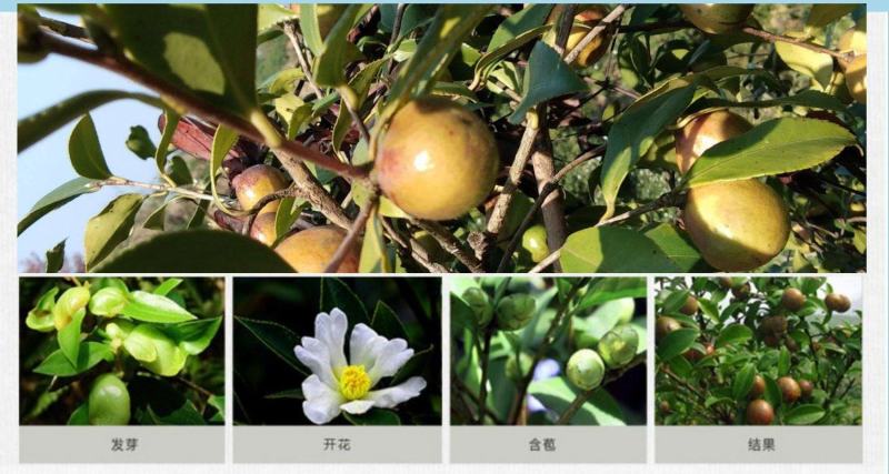 热销赣南江西上犹茶籽仁油茶籽榨油原料山茶子果茶油仁带壳