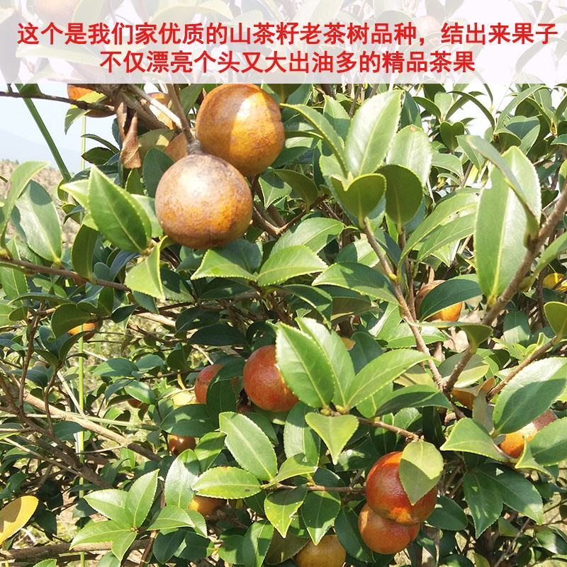 热销赣南江西上犹茶籽仁油茶籽榨油原料山茶子果茶油仁带壳