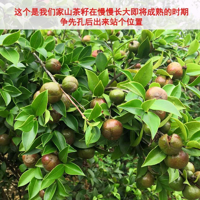 热销赣南江西上犹茶籽仁油茶籽榨油原料山茶子果茶油仁带壳