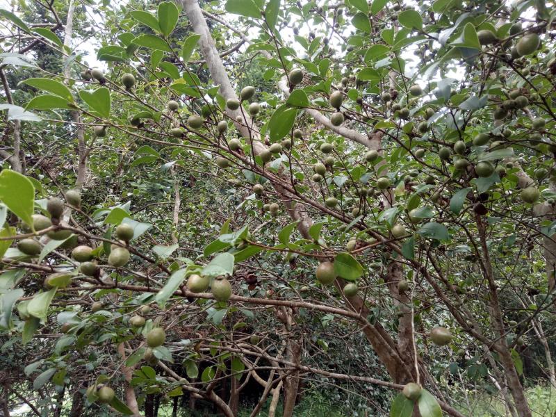 热销赣南江西上犹茶籽仁油茶籽榨油原料山茶子果茶油仁带壳