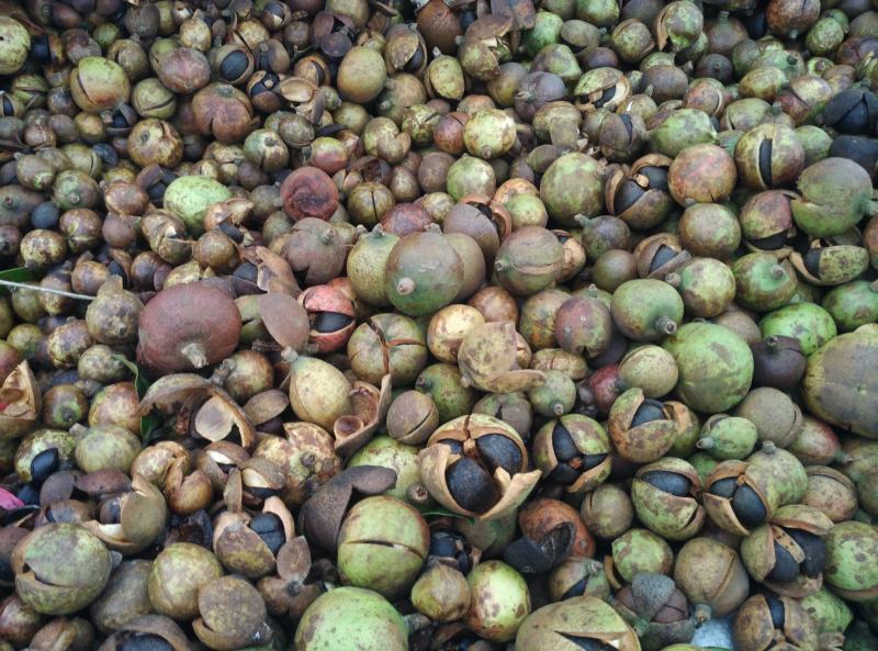 热销赣南江西上犹茶籽仁油茶籽榨油原料山茶子果茶油仁带壳