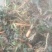 野生蒲公英，苦菜。各种野菜，来自沂蒙山大山深处，纯绿色