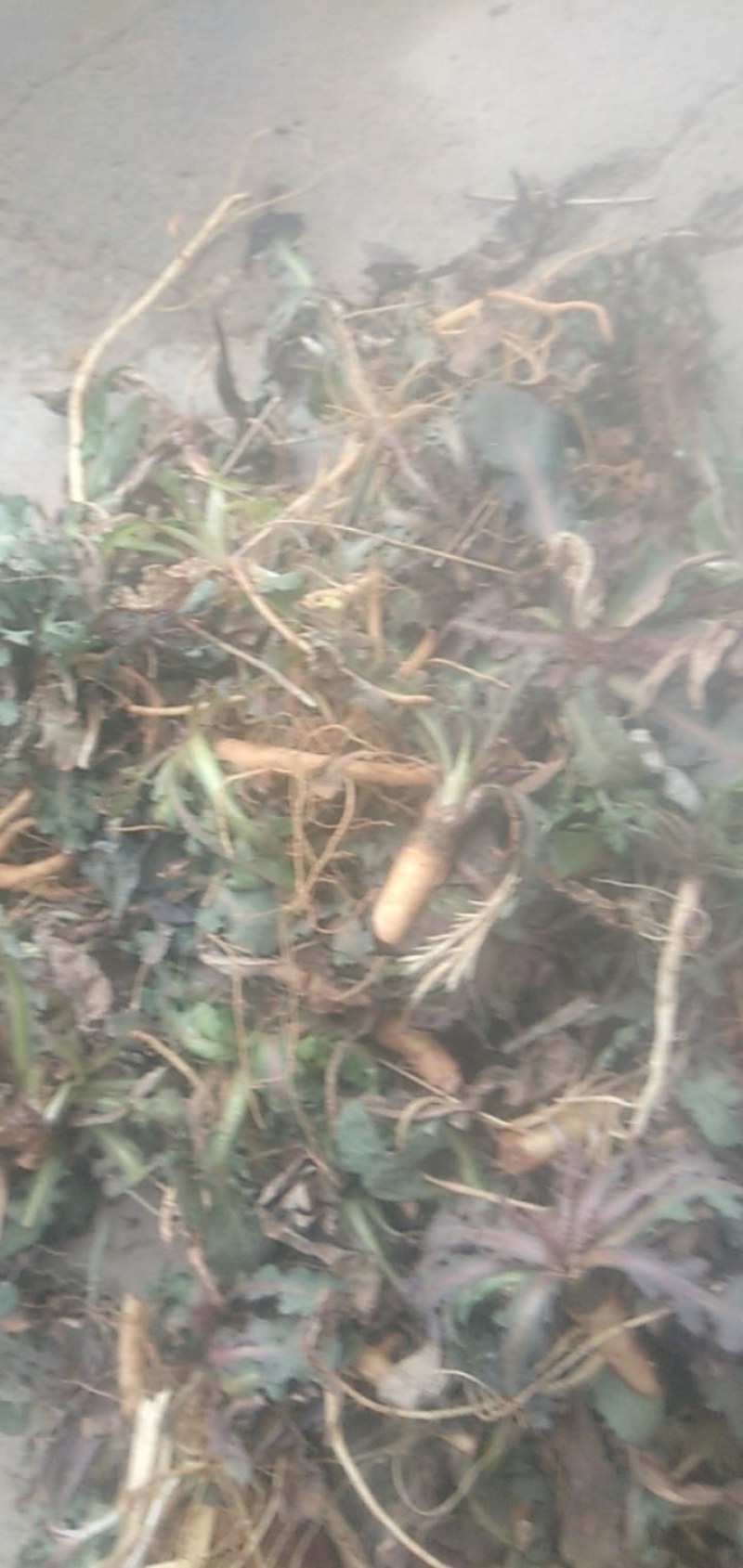 野生蒲公英，苦菜。各种野菜，来自沂蒙山大山深处，纯绿色