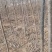 大量出售107速生杨树苗需要的联系