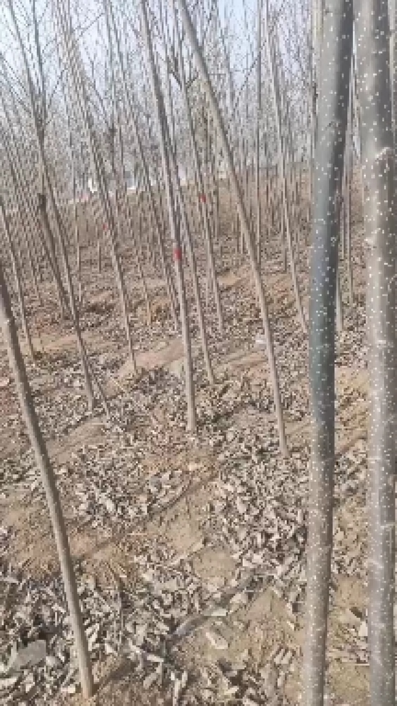 大量出售107速生杨树苗需要的联系