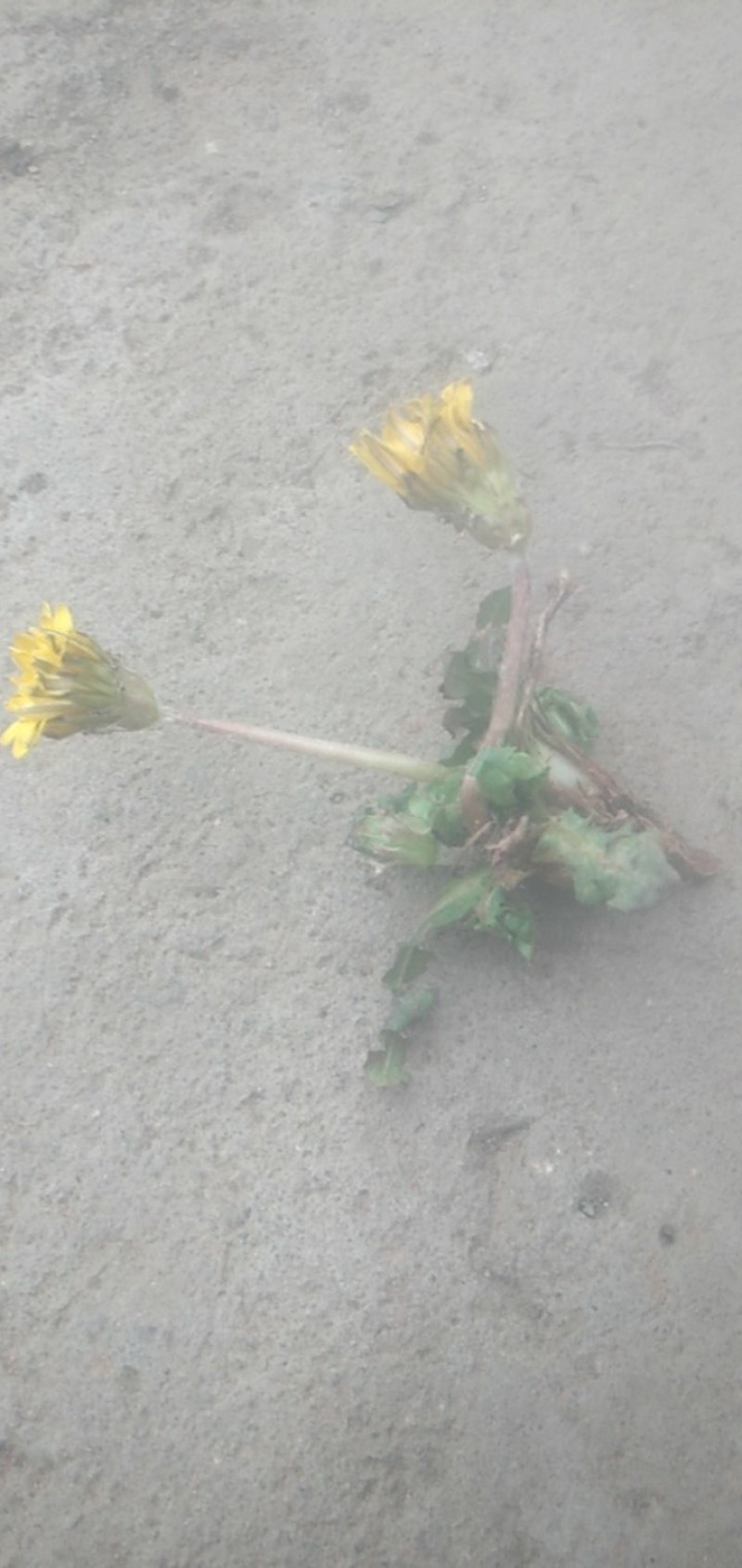 野生蒲公英，苦菜。各种野菜，来自沂蒙山大山深处，纯绿色