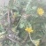 野生蒲公英，苦菜。各种野菜，来自沂蒙山大山深处，纯绿色