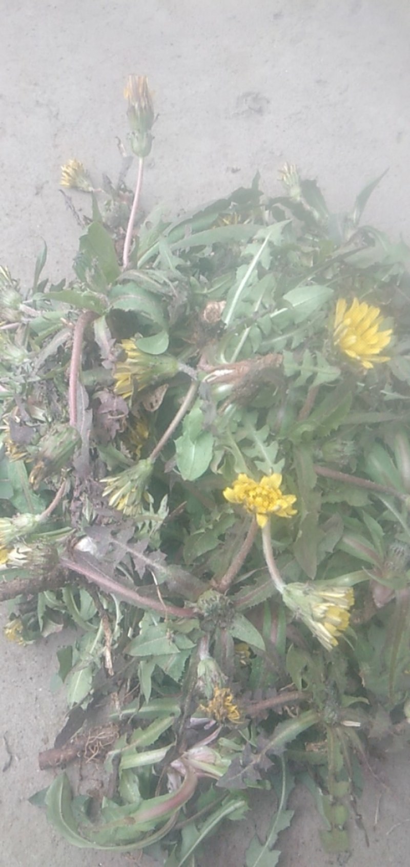 野生蒲公英，苦菜。各种野菜，来自沂蒙山大山深处，纯绿色