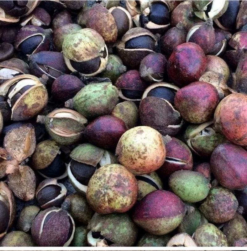 热销赣南江西上犹茶籽仁油茶籽榨油原料山茶子果茶油仁带壳