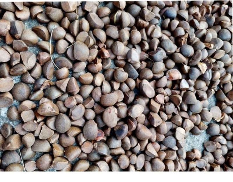 热销赣南江西上犹茶籽仁油茶籽榨油原料山茶子果茶油仁带壳