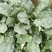 大量出售菠菜