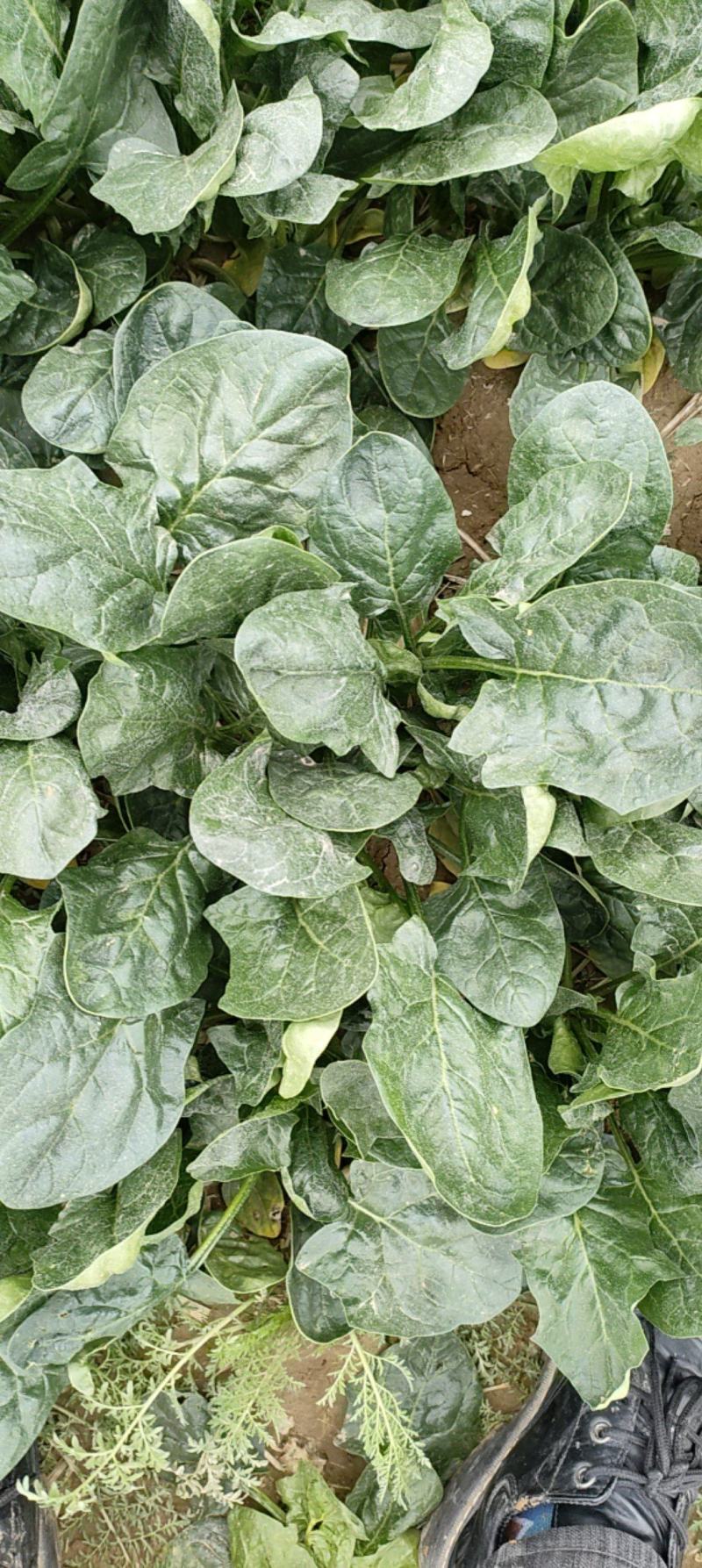 大量出售菠菜