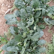 大量出售菠菜
