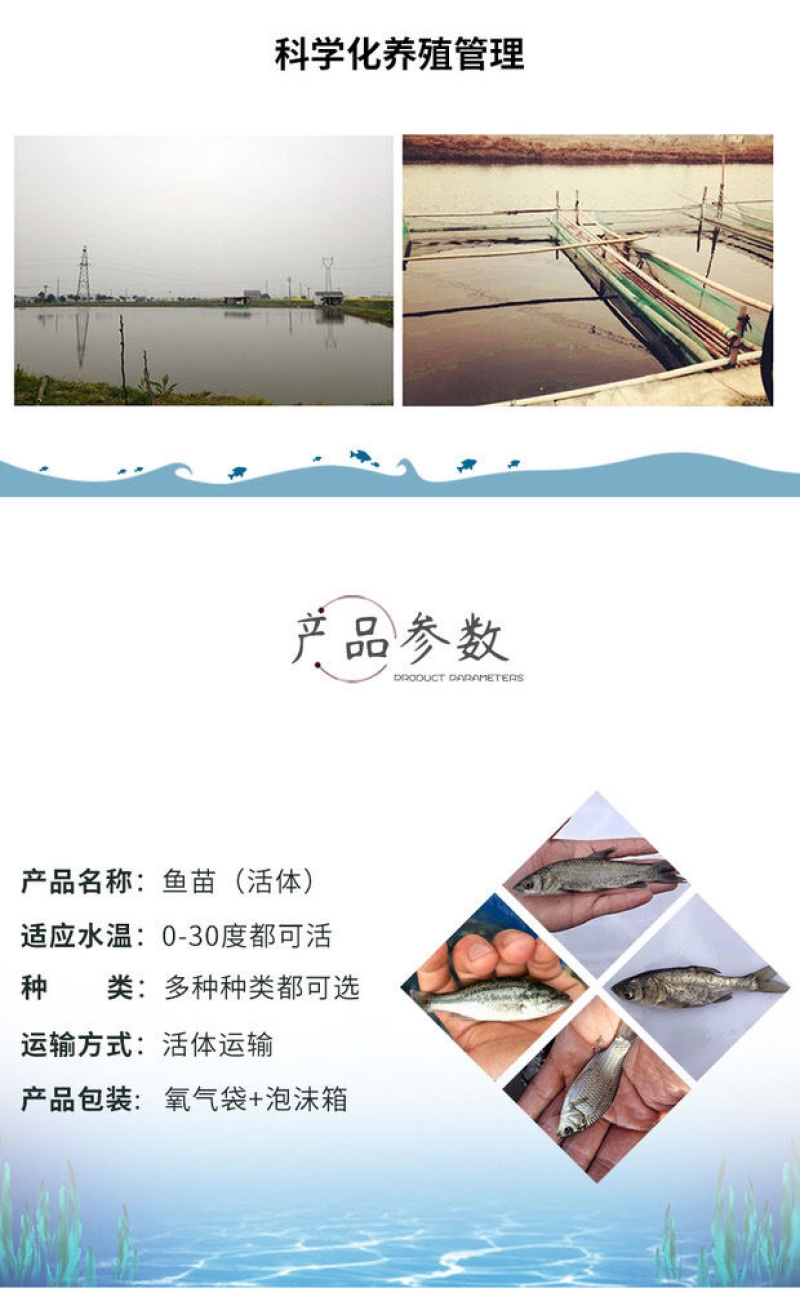鲤鱼苗兴国鲤鱼苗大种鲤鱼苗丰鲤鱼放生鱼建鲤稻田鲤淡水