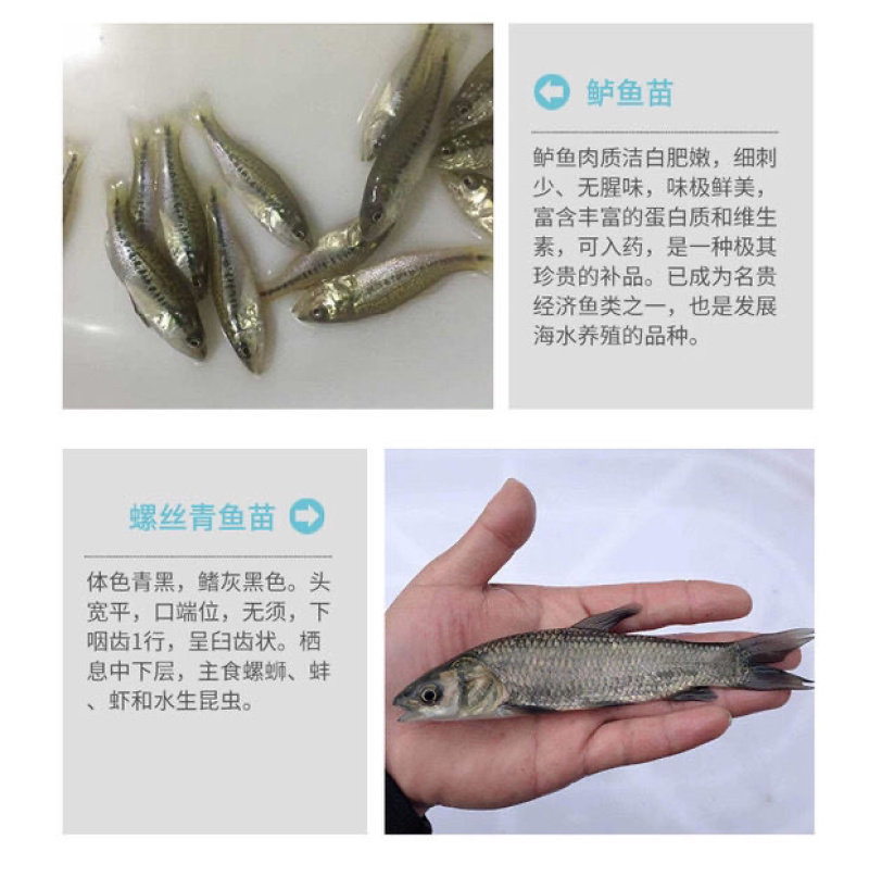 鲤鱼苗兴国鲤鱼苗大种鲤鱼苗丰鲤鱼放生鱼建鲤稻田鲤淡水