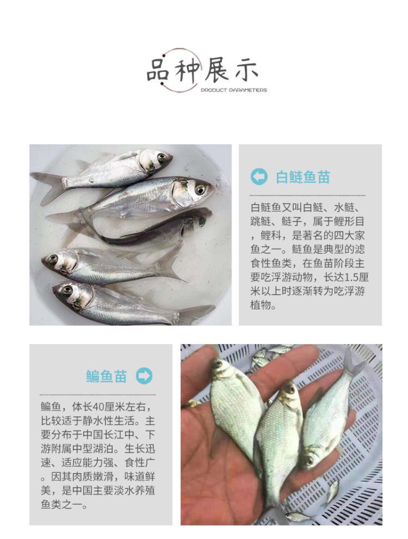鲤鱼苗兴国鲤鱼苗大种鲤鱼苗丰鲤鱼放生鱼建鲤稻田鲤淡水