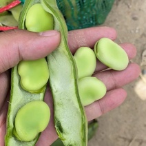 湖北精品豆蚕豆白米扁豆产地直供一手货源
