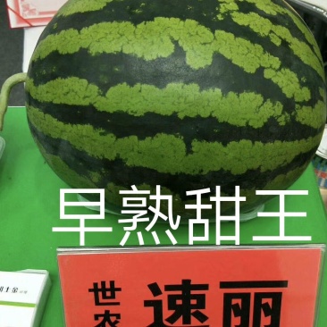 速丽甜王种子大型含糖量高易坐果抗病抗裂产量高耐低温