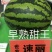 速丽甜王种子大型含糖量高易坐果抗病抗裂产量高耐低温
