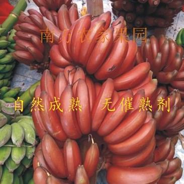 【包邮-9斤红皮香蕉】热销9斤美人蕉红皮香蕉