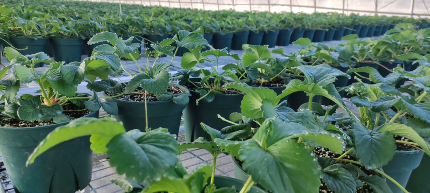 华南地区草莓盆栽防台风实景：5.5L浅灰PP盆整齐排列于水泥地面沙槽内，每盆底部垫有白色PVC十字脚垫，盆体用蓝色尼龙绳斜拉固定于地面地锚桩
