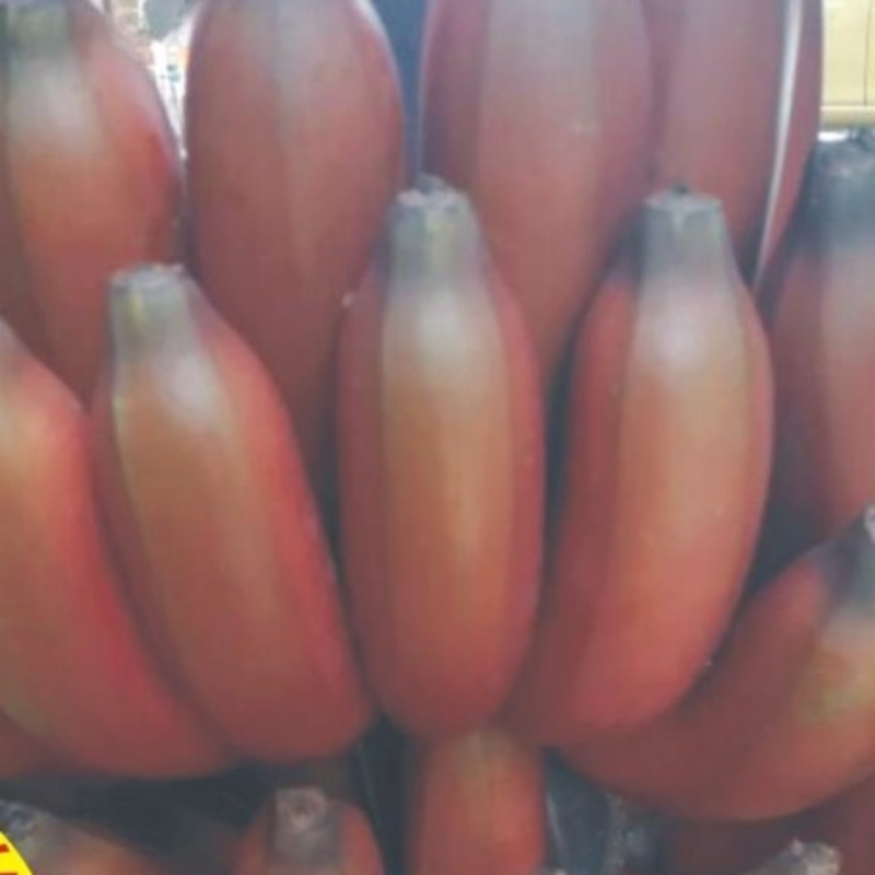 【包邮-9斤红皮香蕉】热销9斤美人蕉红皮香蕉