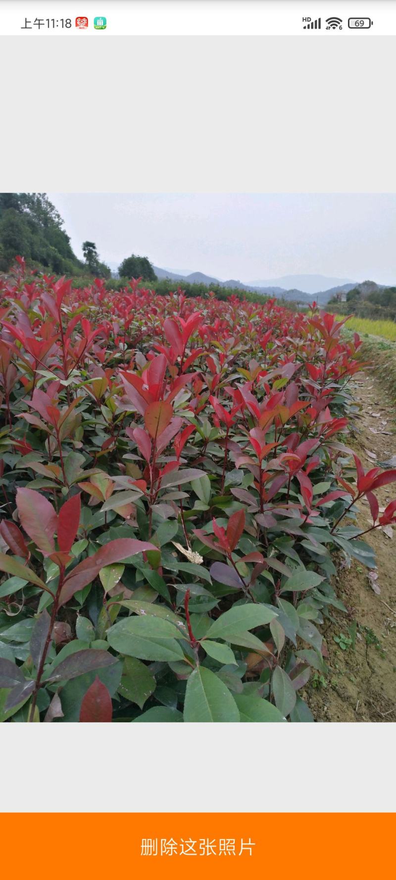 【包邮】红叶石楠苗红罗宾红叶石楠量大更优物美价廉