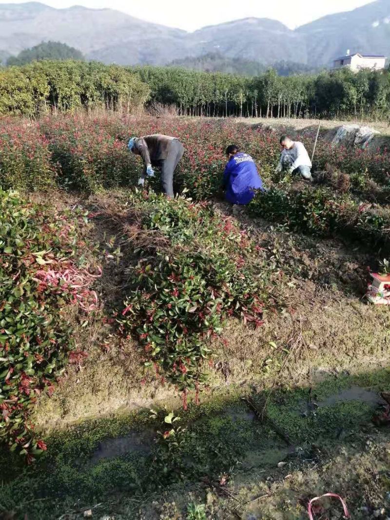 【包邮】红叶石楠苗红罗宾红叶石楠量大更优物美价廉